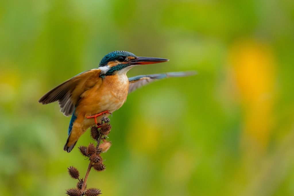 Common Kingfisher